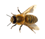 bee-background